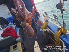 가을 바다에 쭈구미 버글버글 합니다~월요일 오이소!